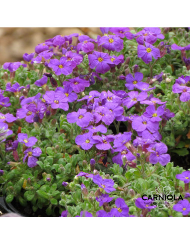 Aubrieta 'Hamburger Stadtpark' - avbrecija