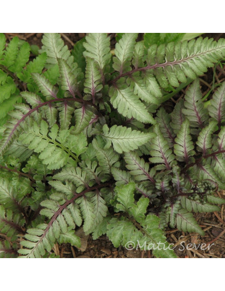 Athyrium nipponicum var. pictum  - podborka