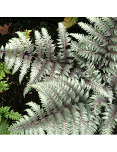 Athyrium nipponicum var. pictum  - podborka 2