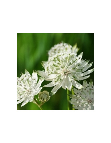 Astrantia major 'Snow Star' XL - veliki zali kobulček