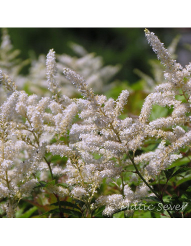 Astilbe 'Washington' (japonica hy.) - kresnica