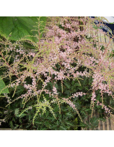 Astilbe 'Sprite' (simplicifolia križanec) - kresnica