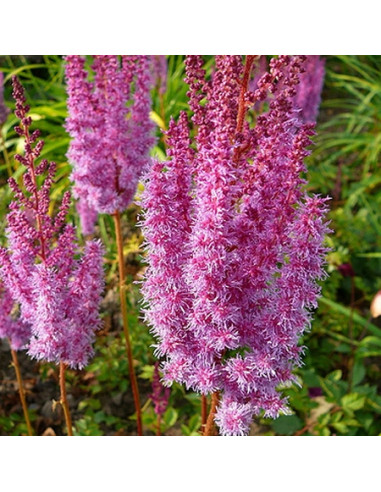 Astilbe chinensis var. taquetii 'Superba' - kresnica