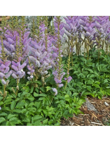 Astilbe chinensis var. pumila - kresnica