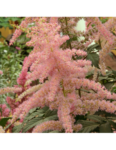 Astilbe 'Bressingham Beauty' XL - vrtna kresnica