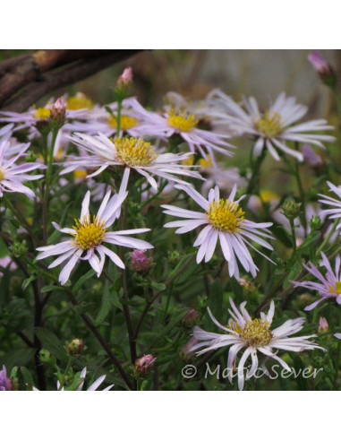 Aster pyrenaeus 'Lutetia' - astra