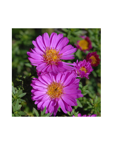 Aster novi-belgii 'Alice Haslam' - astra, nebina