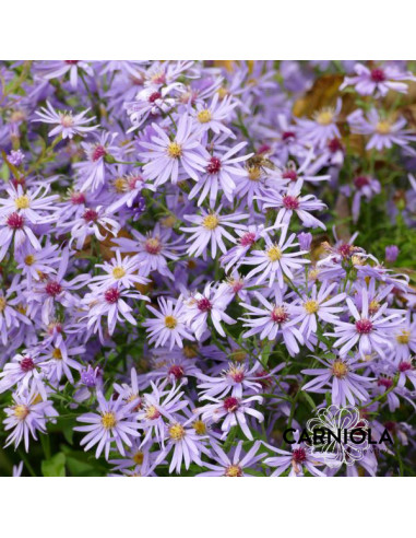 Aster novi-belgii 'Prof. Anton Kippenberg' - astra, nebina