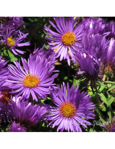 Aster novae-angliae 'Purple Dome' XL - astra