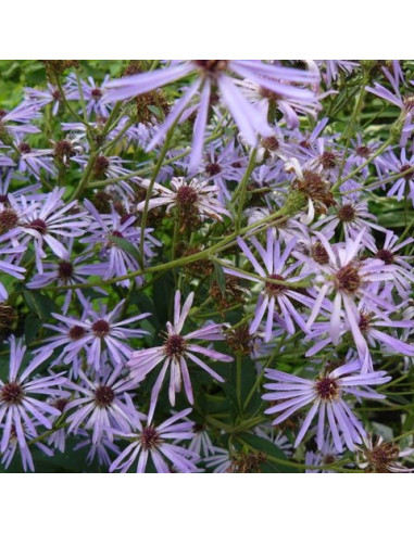 Aster macrophyllus 'Twilight' (Eurybia x herveyi) - astra