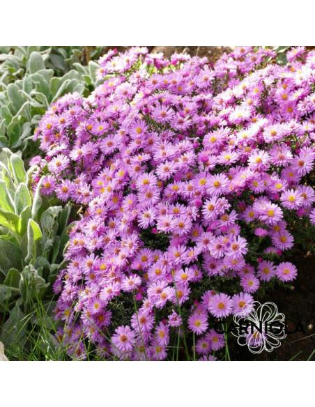 Aster dumosus 'Rosenwichtel' - jesenska astra