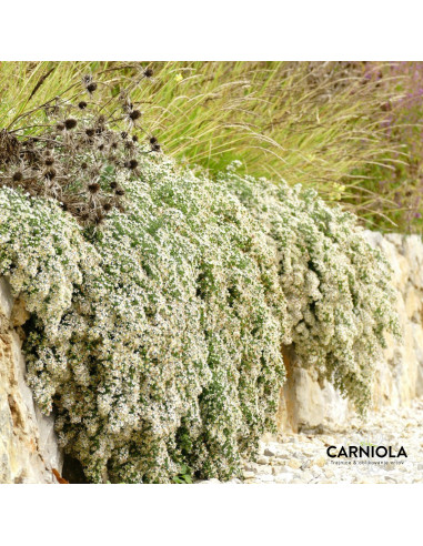 Aster ericoides f. prostratum 'Snow Flurry' - viseča astra, povešava astra