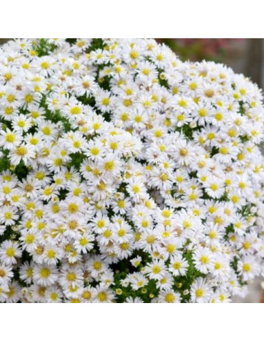 Aster dumosus 'Niobe' XL - jesenska astra, nebina