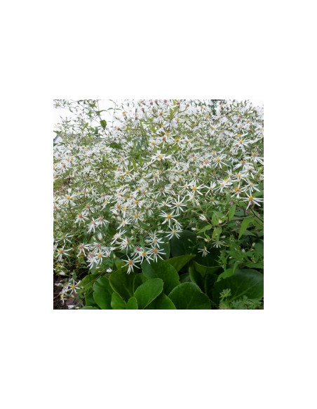 Aster divaricatus 'Eastern Star' - gozdna nebina, astra