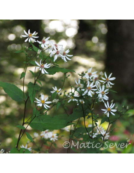 Aster divaricatus 'Eastern Star' - gozdna nebina, astra