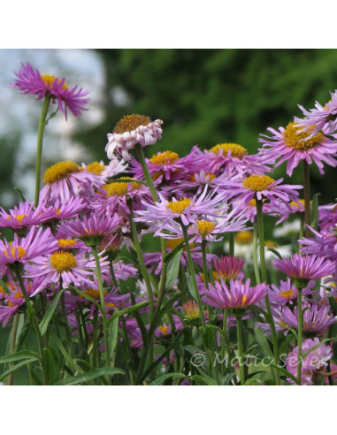 Aster alpinus 'Happy End' - alpska nebina, astra