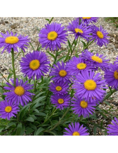 Aster alpinus 'Dunkle Schöne'- astra