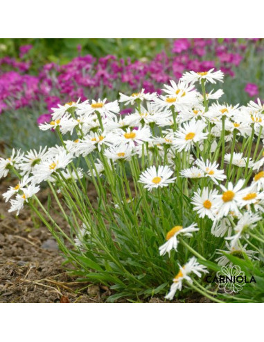 Aster alpinus 'Albus' - alpska nebina, astra