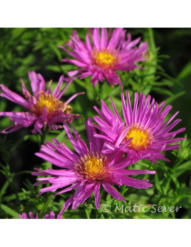 Aster 'Alice Haslam' - astra