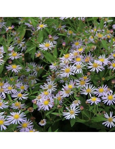 Aster ageratoides 'Asran'