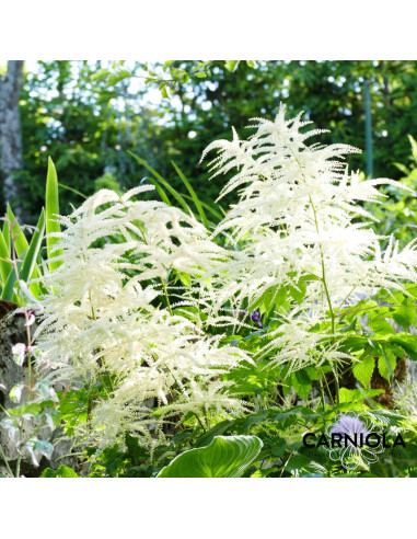 Aruncus dioicus - kresničevje