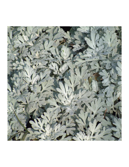 Artemisia stelleriana 'Silver Brocade' - pelin