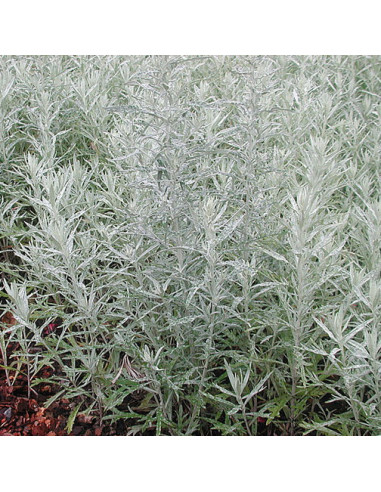 Artemisia ludoviciana 'Silver Queen' - pelin