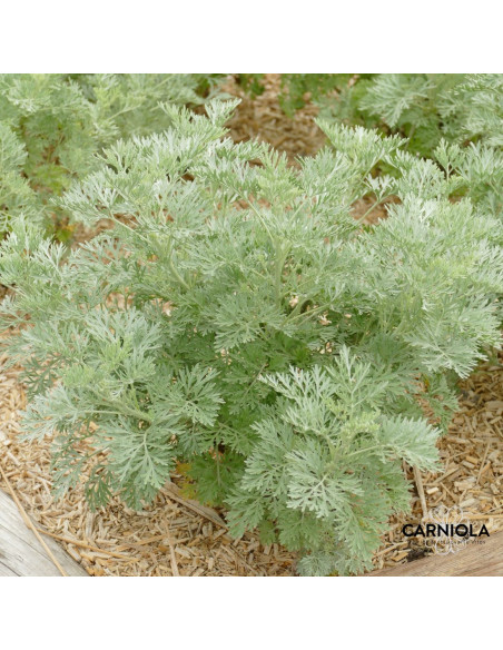 Artemisia absinthium - pelin