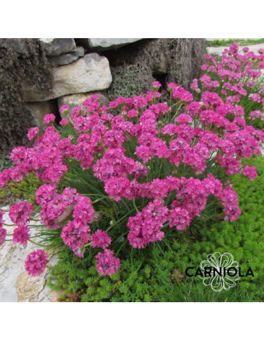 Armeria maritima 'Abbey Deep Rose' - pečnik