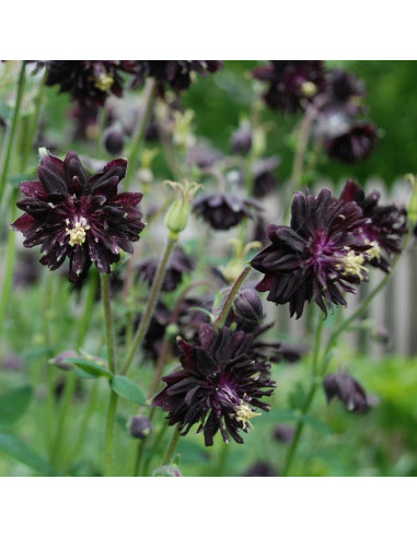 Aquilegia vulgaris var. stellata 'Black Barlow' - orlica