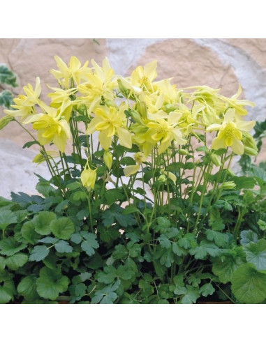 Aquilegia 'Spring Magic Yellow'  - orlica