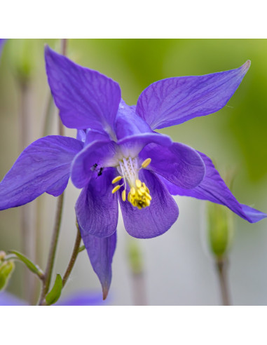 Aquilegia alpina 'Navy Blue' - orlica