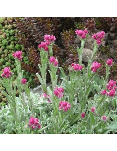 Antennaria dioica 'Alex Duguid - majnica