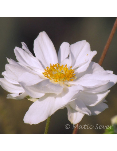 Anemone x hybrida 'Whirlwind' - vetrnica