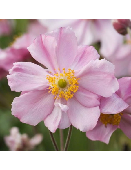 Anemone 'Königin Charlotte' XL - vetrnica