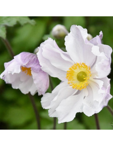 Anemone 'Dreaming Swan' - vetrnica