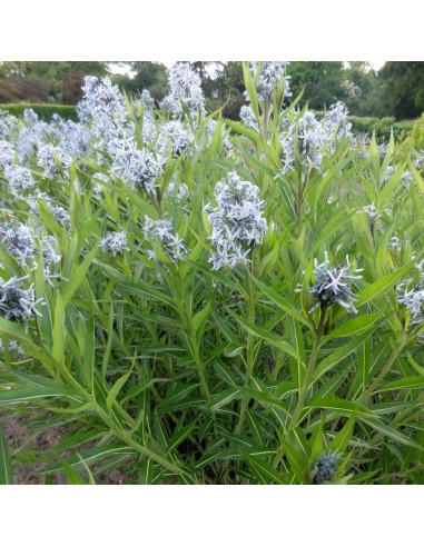 Amsonia tabernaemontana XL- amsonija