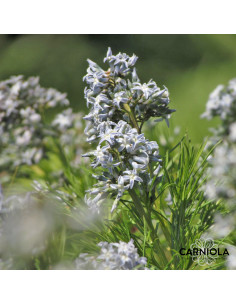 Amsonia hubrichtii - amsonija