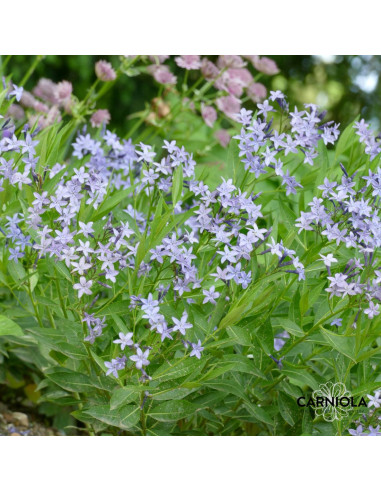 Amsonia 'Blue Ice' - amsonija