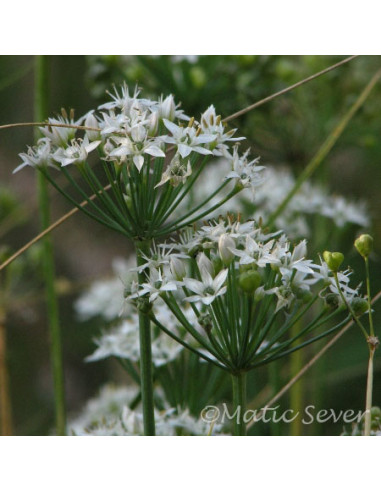 Allium tuberosum - luk