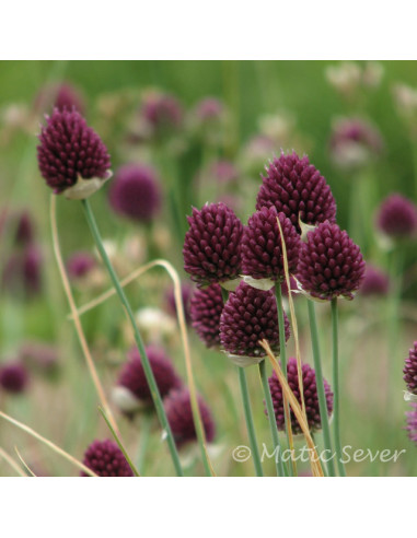 Allium sphaerocephalon - obloglavi luk, 1 čebulica