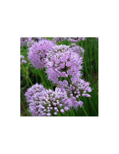 Allium senescens 'Summer Beauty' XL - luk