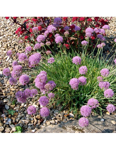 Allium senescens ssp. montanum - gorski luk