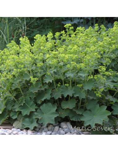 Alchemilla mollis - plahtica