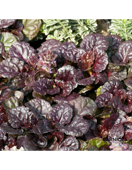 Ajuga reptans 'Black Scallop' - skrečnik