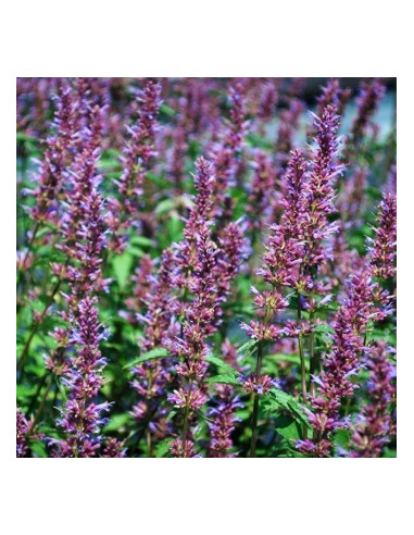 Agastache 'Purple Haze' - ožep