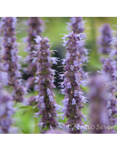 Agastache 'Blue Fortune' - ožep XL