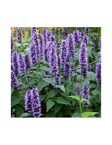 Agastache 'Black Adder' - ožep