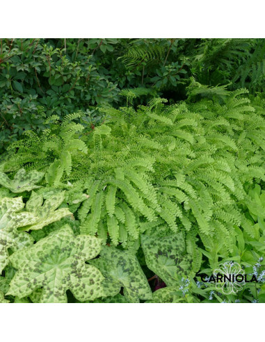 Adiantum pedatum 'Imbricatum' - lasci