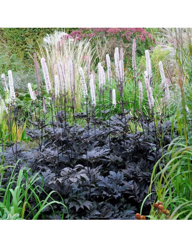 Actaea (Cimicifuga) simplex 'Brunette' - svetilka